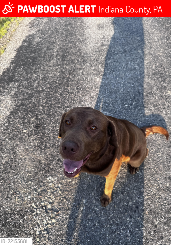 Lost Female Dog last seen Shelocta , Indiana County, PA 15736