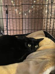 Reunited Female Cat last seen Edinger and Bristol, Santa Ana, CA 92707