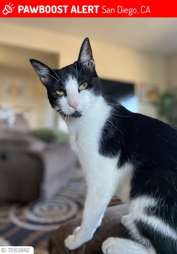 Lost Female Cat last seen Near Lake Badin Ave San Diego 92119, San Diego, CA 92119