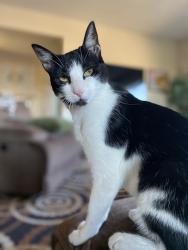 Lost Female Cat last seen Near Lake Badin Ave San Diego 92119, San Diego, CA 92119