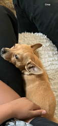 Lost Female Dog last seen Lee trivenio , El Paso, TX 79925
