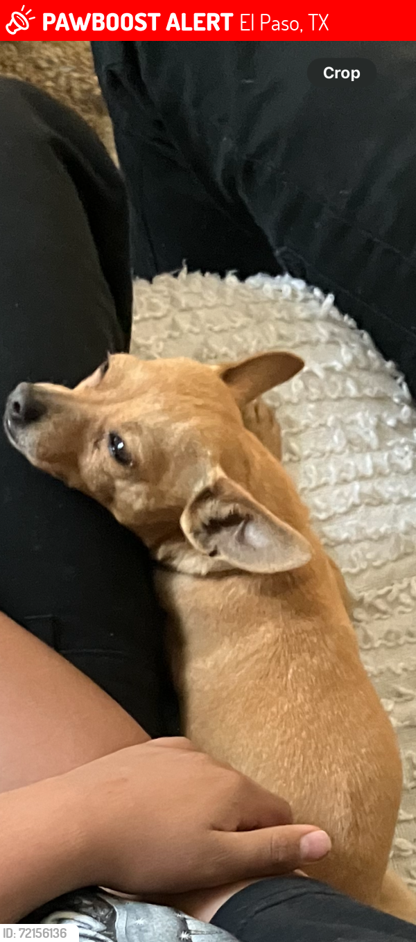 Lost Female Dog last seen Lee trivenio , El Paso, TX 79925