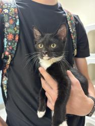 Lost Male Cat last seen Roselle and Sylvan, Modesto, CA 95355