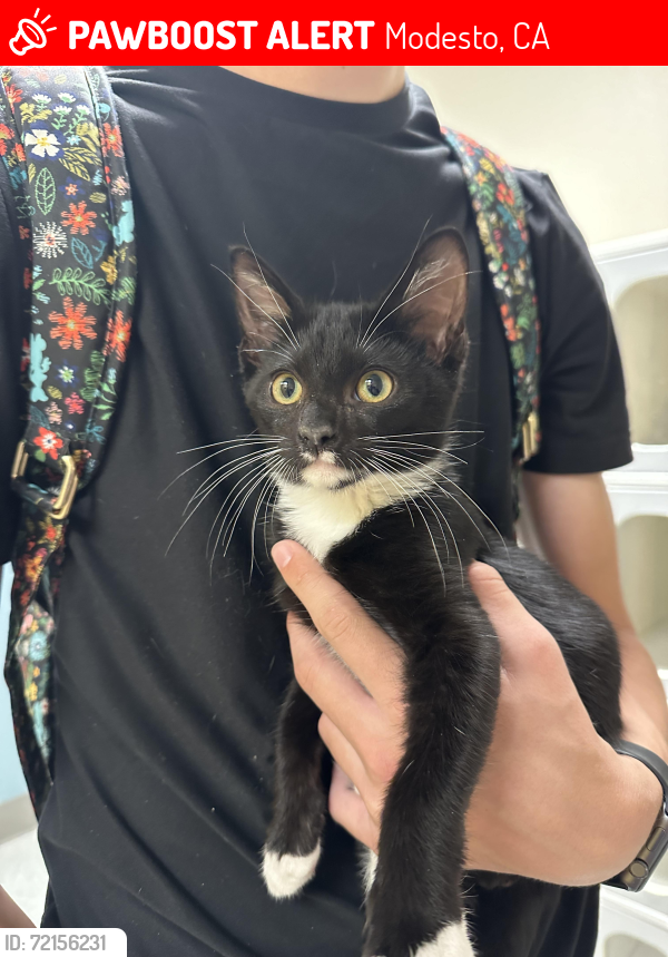 Lost Male Cat last seen Roselle and Sylvan, Modesto, CA 95355