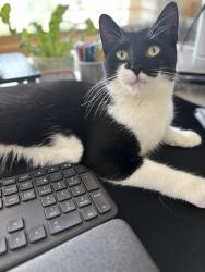 Lost Female Cat last seen Huffman road Burlington Ontario , Burlington, ON L7M