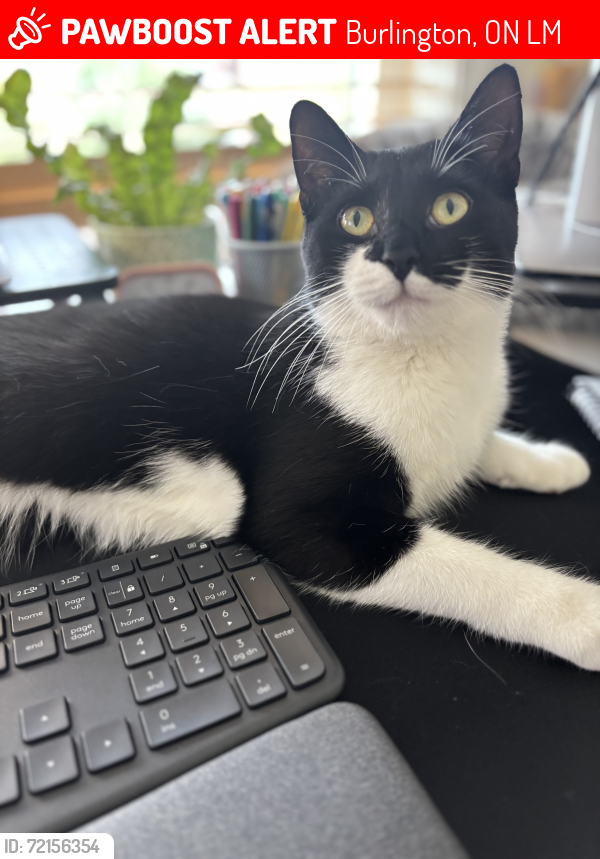 Lost Female Cat last seen Huffman road Burlington Ontario , Burlington, ON L7M