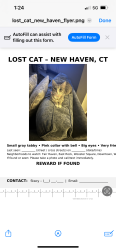 Lost Female Cat last seen New Haven, Gordon st, Connecticut , New Haven, CT 06510