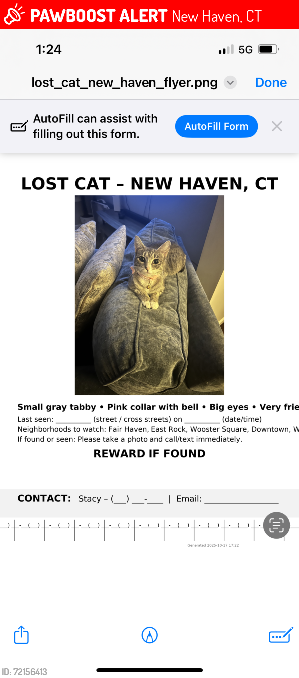 Lost Female Cat last seen New Haven, Gordon st, Connecticut , New Haven, CT 06510