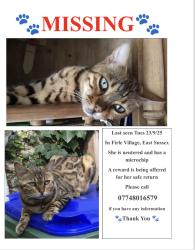 Lost Female Cat last seen The Ram Inn, Firle, England BN8 6NS