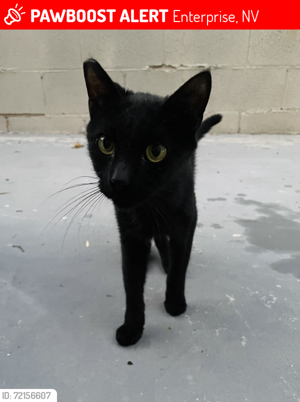 Lost Male Cat last seen Windmill & Jones, Enterprise, NV 89139