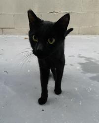 Lost Male Cat last seen Windmill & Jones, Enterprise, NV 89139