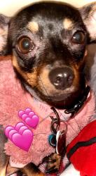 Reunited Female Dog last seen Rosebud, Oleander, Lawnview area, Corpus Christi, TX 78404