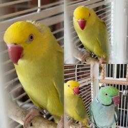 Lost Female Bird last seen Cherry Hill Rd and South John Hix - Westland/Canton Area, Westland, MI 48185