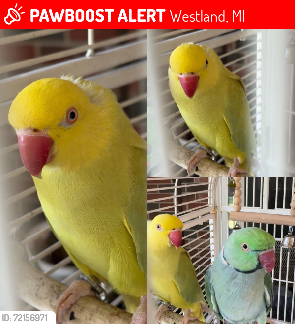Lost Female Bird last seen Cherry Hill Rd and South John Hix - Westland/Canton Area, Westland, MI 48185
