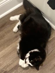 Lost Male Cat last seen The harbor freight parking lot every often through the night and slips back in the drain on the side., Raleigh, NC 27604