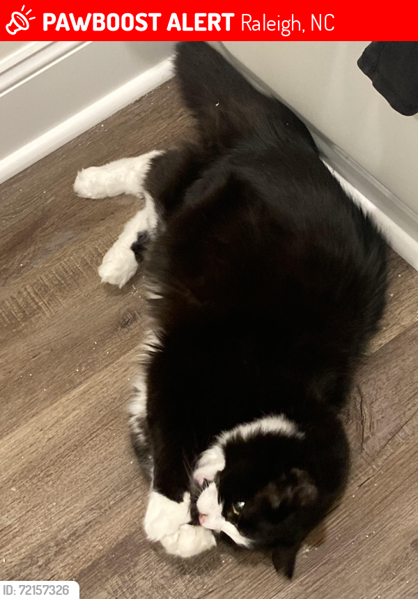 Lost Male Cat last seen The harbor freight parking lot every often through the night and slips back in the drain on the side., Raleigh, NC 27604