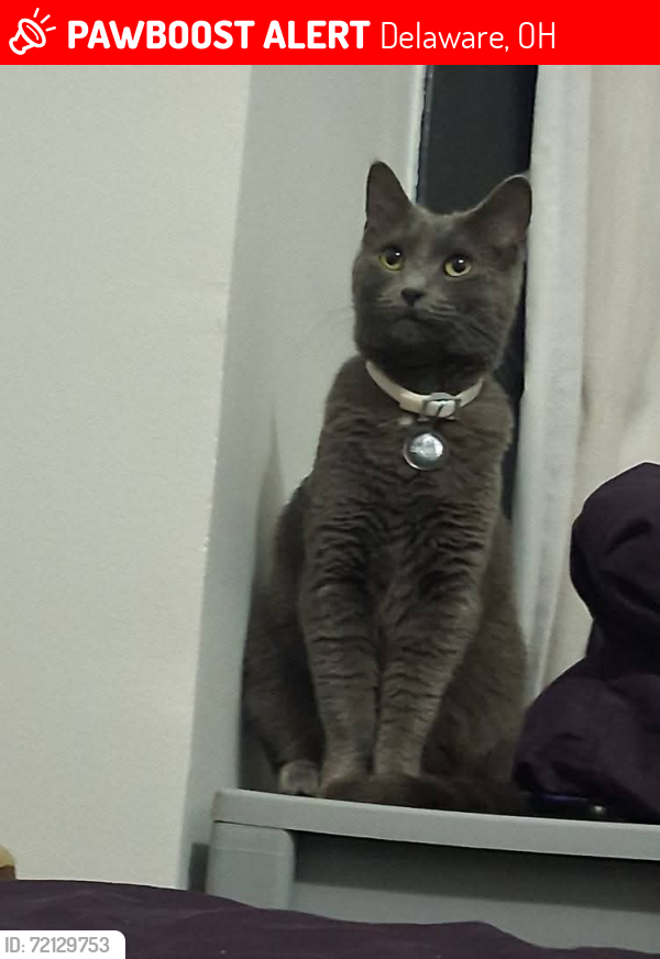 Lost Female Cat last seen Georgetown apts; behind central Ave speedway in Delaware, OH, Delaware, OH 43015