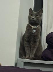 Lost Female Cat last seen Georgetown apts; behind central Ave speedway in Delaware, OH, Delaware, OH 43015