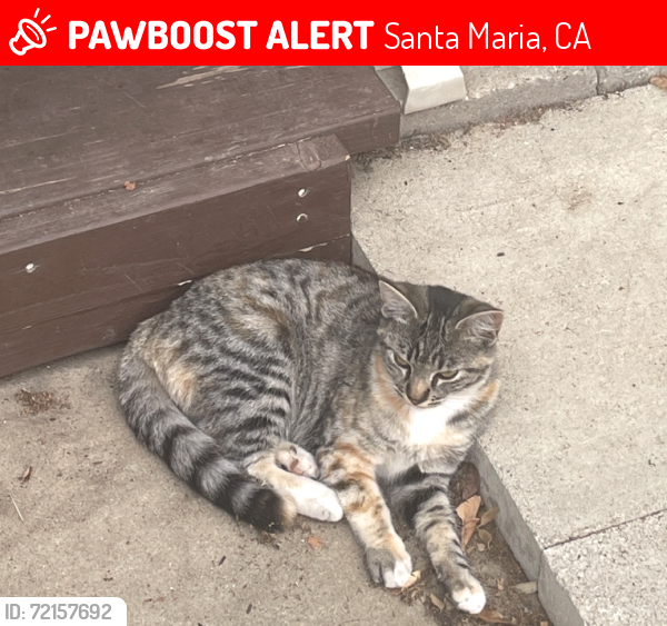 Lost Female Cat last seen East Monroe and North Miller, Santa Maria, CA 93458