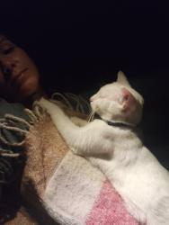 Reunited Male Cat last seen Edinger and goldenwest st, Huntington Beach, CA 92648