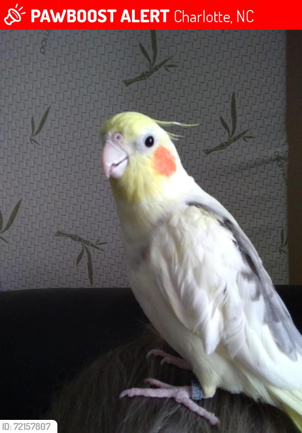 Lost Male Bird last seen Near PNC Pavilion Ariel apmts , Charlotte, NC 28262