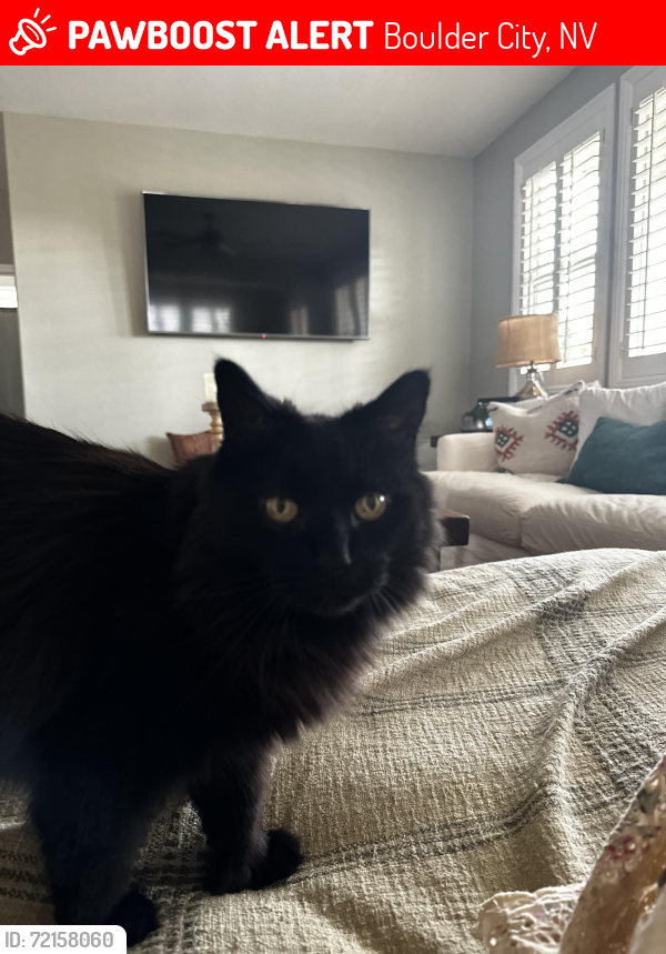 Lost Female Cat last seen   Cherry St. Boulder City, Nevada, Boulder City, NV 89005