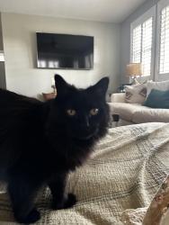Lost Female Cat last seen   Cherry St. Boulder City, Nevada, Boulder City, NV 89005