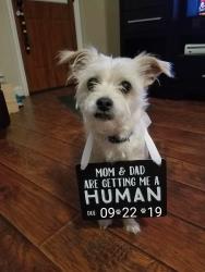 Lost Female Dog last seen Matlock and turner somewhere cvs, Arlington, TX 76002