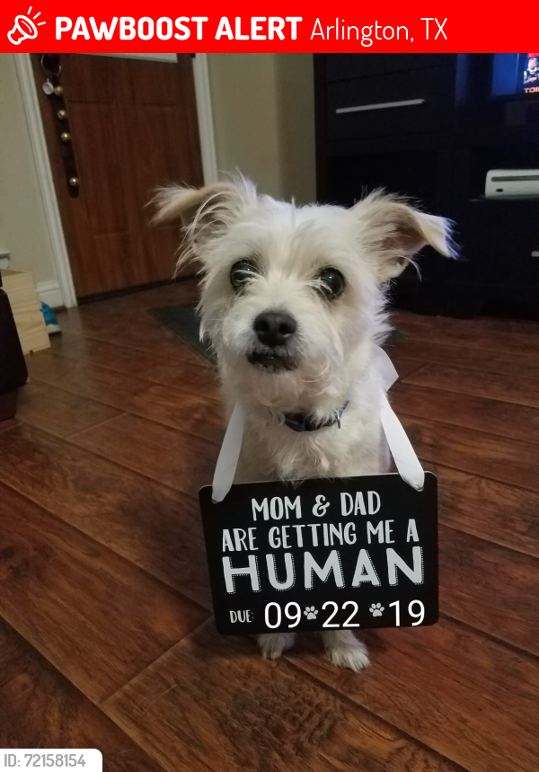 Lost Female Dog last seen Matlock and turner somewhere cvs, Arlington, TX 76002