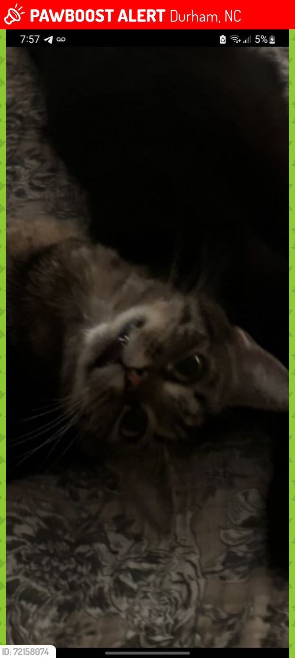 Lost Female Cat last seen Near E Hammond st, Durham, NC 27704