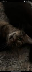 Lost Female Cat last seen Near E Hammond st, Durham, NC 27704