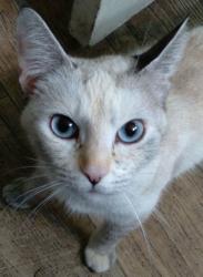 Lost Female Cat last seen Hwy 99, San Joaquin County, CA 95220