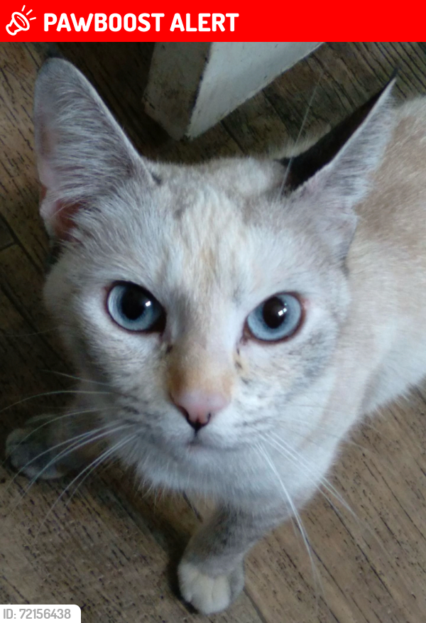 Lost Female Cat last seen Hwy 99, San Joaquin County, CA 95220