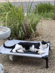 Lost Male Cat last seen Greenway & Heather, Henderson, NV 89002