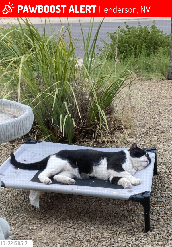 Lost Male Cat last seen Greenway & Heather, Henderson, NV 89002
