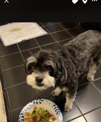 Lost Female Dog last seen Figueroa and shadwell st, Los Angeles County, CA 90247
