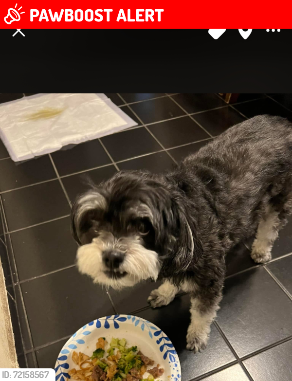 Lost Female Dog last seen Figueroa and shadwell st, Los Angeles County, CA 90247