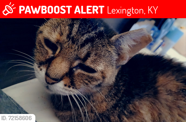 Lost Female Cat last seen Motel 6 Elkhorn rd, Lexington, KY 40509