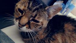 Lost Female Cat last seen Motel 6 Elkhorn rd, Lexington, KY 40509