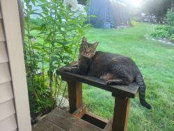 Lost Male Cat last seen Little league field , Plymouth, CT 06786
