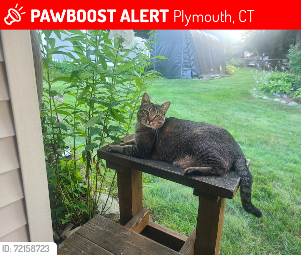 Lost Male Cat last seen Little league field, Plymouth, CT 06786