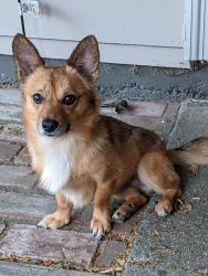 Lost Male Dog last seen Grove Way by Chevron gas station, Hayward, CA 94541
