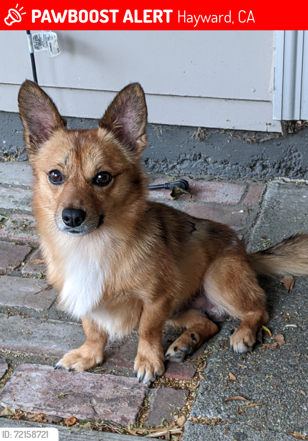 Lost Male Dog last seen Grove Way by Chevron gas station, Hayward, CA 94541