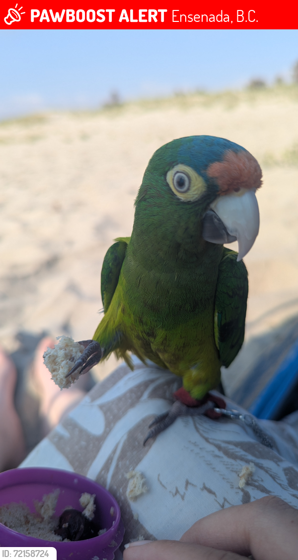 Lost Male Bird last seen Paseo pacífico frente a primaria Arturo paz/ Raymundo Beltrán , Ensenada, B.C. 22785