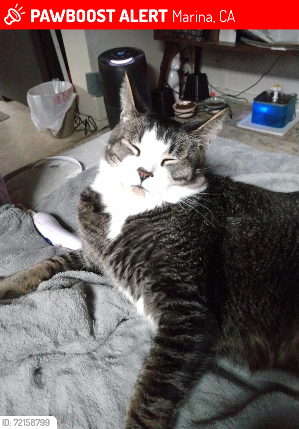 Lost Male Cat last seen Reservation Rd.... Starbucks, Marina, CA 93933
