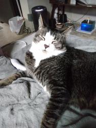 Lost Male Cat last seen Reservation Rd.... Starbucks , Marina, CA 93933