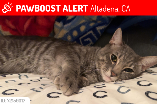 Lost Male Cat last seen Figueroa/ Lincoln , Altadena, CA 91001