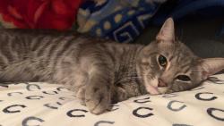 Lost Male Cat last seen Figueroa/ Lincoln , Altadena, CA 91001
