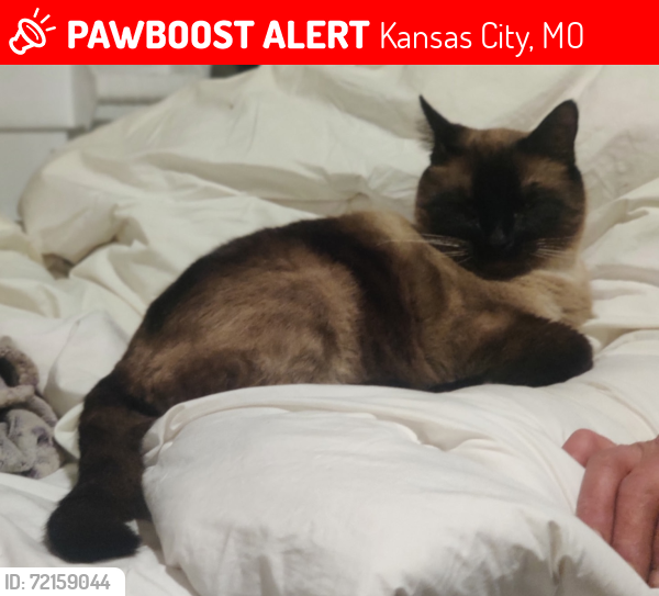 Lost Male Cat last seen Elmwood Ave & 63rd St, Kansas City, MO 64130