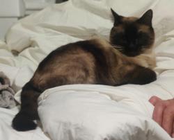 Lost Male Cat last seen Elmwood Ave & 63rd St, Kansas City, MO 64130